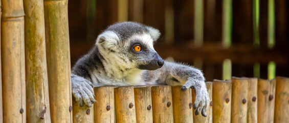 Obraz premium A ring-tailed lemur rests in a wooden house. These famous Madagascar primates have expressive faces. A close-up portrait of a lemur.