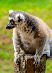 Ring-tailed lemur resting on a tree branch. Iconic Madagascar primate with a striped tail. Close-up of a lemur sitting in the trees. © Vera