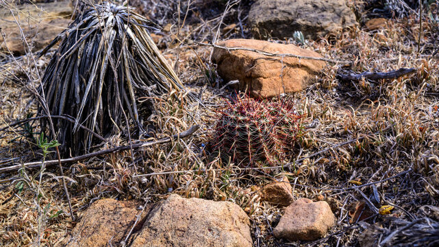 Oklahoma, USA: Nylon hedgehog cactus (Echinocereus viridiflorus),