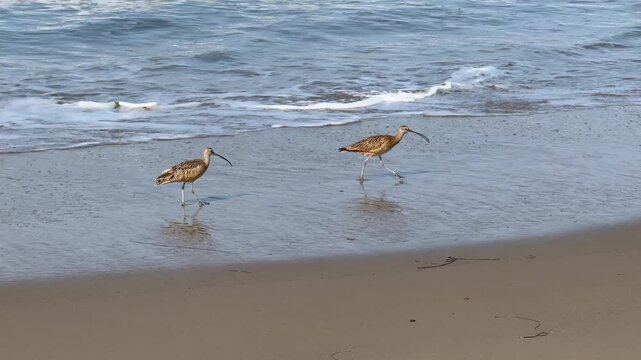 Long-billed Curlews at the Pacific ocean beach near Goleta, Santa Barbara County, Southern California