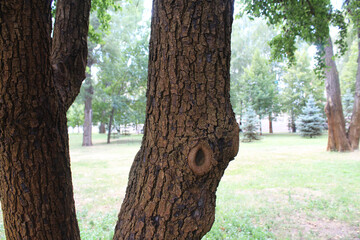 Obraz premium tree trunk, trees growing in the park