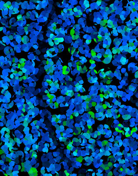 Dense field of vibrant blue forget me not flowers in full bloom