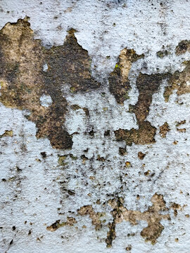 Close up of weathered birch tree bark with peeling layers and natural texture