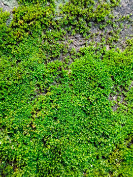 Lush green ferns covering a rocky cliff face in a vibrant forest environment