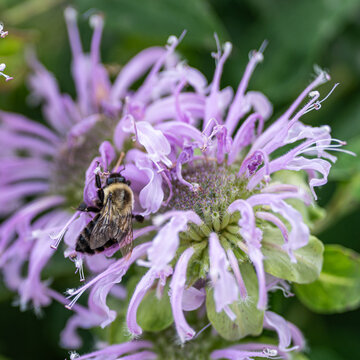 Bee working on a flower 2