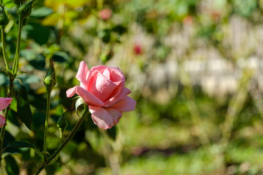 Vibrant Pink Rose Blooming Close Up in Autumn Sunlight with Soft Green Bokeh Background