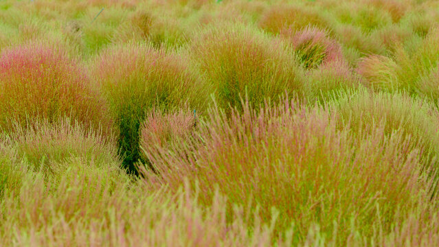 Vibrant Green and Red Kochia Bushes Glowing in Autumn Sunlight Landscape