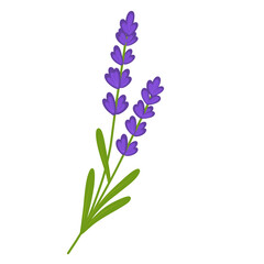 Obraz premium Purple Lavender Flowers Botanical Plant