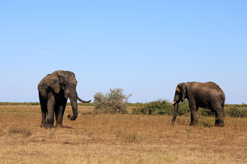 Naklejka premium Afrikanischer Elefant / African elephant / Loxodonta africana