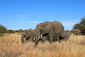 Fototapeta premium Afrikanischer Elefant / African elephant / Loxodonta africana