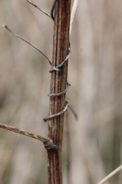 Close-up of a dry, brittle plant stem with wire wrapped around it, suggesting survival or a connection to the past