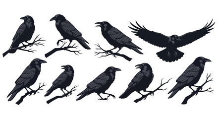 Obraz premium Black raven silhouettes in various poses, set of 9 crow vector illustrations, dark gothic birds on branches for halloween design