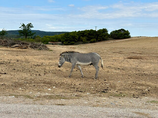 Obraz premium Zebra walking across dry field with trees