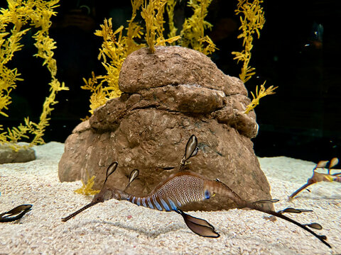 Weedy Seadragon Swimming Over Sandy Seabed in Underwater Aquarium