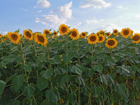 Vast field of bright yellow sunflowers under a blue sky with white clouds