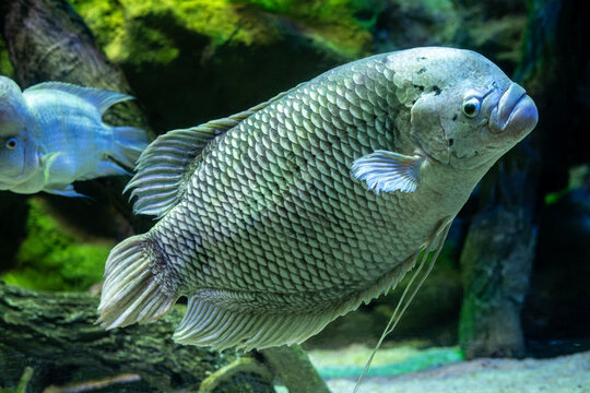 Giant Gourami Osphronemus goramy Close Up. Large Giant Gourami Fish in Freshwater Aquarium. Large Osphronemus goramy Tropical Freshwater Fish.