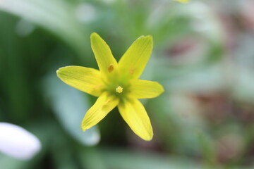 Fototapeta premium A delicate yellow star-shaped flower in full bloom, with soft green foliage in the background