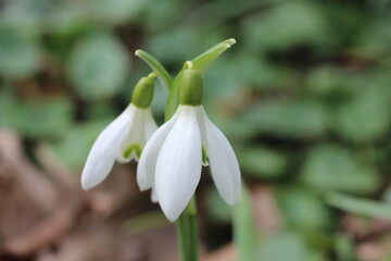 Two delicate snowdrop flowers bloom in a forest setting, showcasing their white petals and green stems against a blurred background of leaves and twigs. © Mateusz