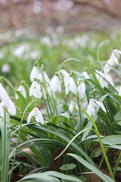 A close-up view of a cluster of delicate white snowdrops blooming in a garden. The snowdrops are a symbol of spring and new beginnings.