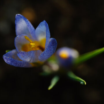 Macro close up of blue crocus flower with yellow stamen on dark blurred background