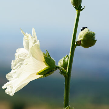 White hollyhock flower with buds on green stem in soft natural light outdoors