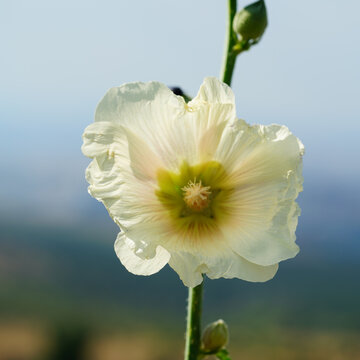 Close up of white hollyhock flower with green center against soft blurred sky