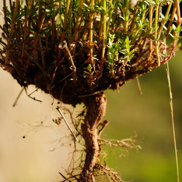 Uprooted wild herb plant with exposed root and stems in sunlight close up