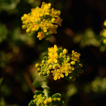 Yellow wildflower clusters in macro close up with green buds and dark bokeh background