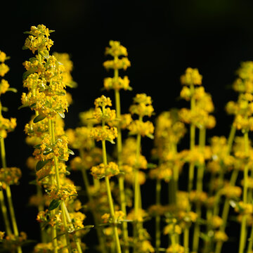 Yellow wildflower stems in sunlight with soft bokeh and dark background, macro view