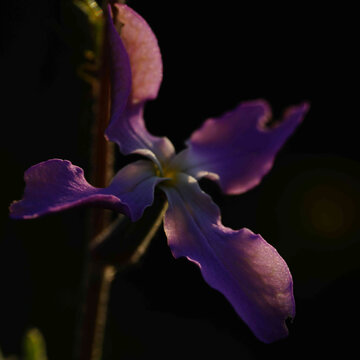 Purple iris flower macro in low light with dark background and soft focus petals
