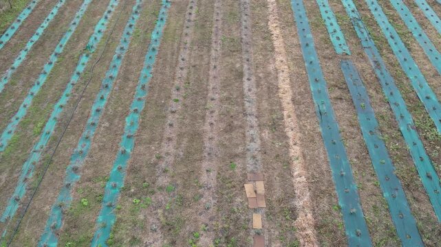 Drone video of agricultural field with blue plastic mulch rows beside winding river. Autumn countryside landscape with dried trees and cultivated plots. Rural farming scene with organized crop beds.