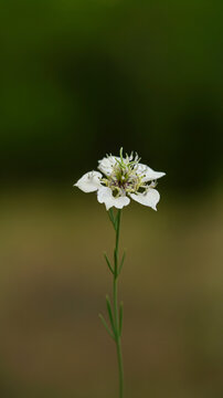 Single white wildflower bloom on slender stem with soft green bokeh background