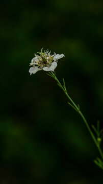 White wildflower macro on slender green stem with dark background and copy space