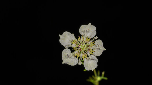 White wildflower macro close up with delicate petals isolated on black background