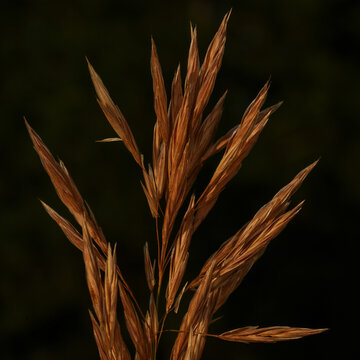 Close up of dried grass seed head with golden brown stalk on dark green background