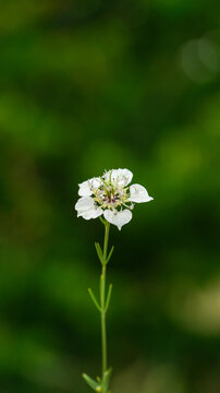 Single white wildflower on green blurred background with copy space in nature