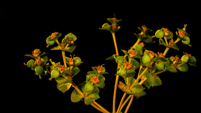 Macro close up of green spurge plant with seed pods and orange flowers on black