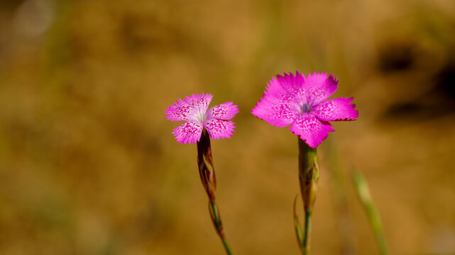 Two pink wild dianthus flowers in bloom with soft bokeh background in natural light