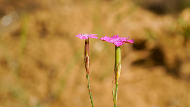 Two pink wildflower blooms on slender stems with soft bokeh background in nature