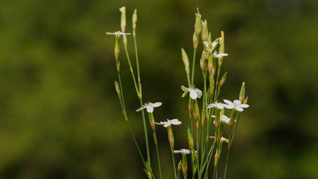 White wildflower blossoms and buds on slender green stems with soft blurred background