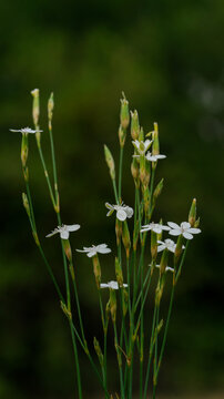 White wildflower buds and blooms on slender green stems with soft dark bokeh background