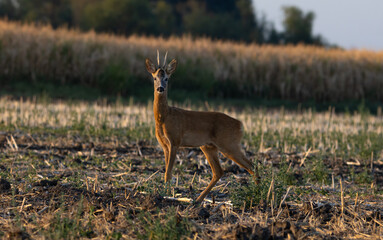 Roe deer buck standing in field and looking at camera © Dusan