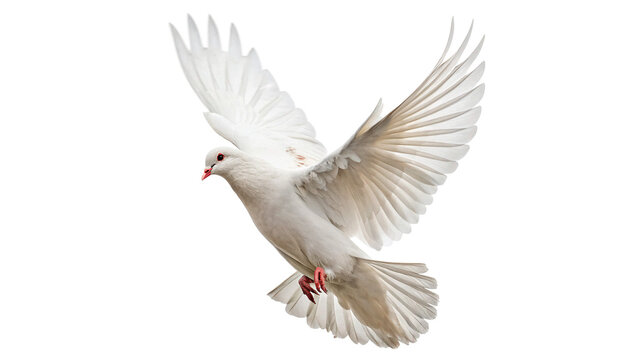 Wild white dove pigeon bird flying gracefully high mid air wings isolated on transparent background
