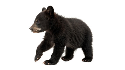 Wild fluffy brown grizzly bear cub standing looking away wildlife predator animal isolated on transparent background © Arthur