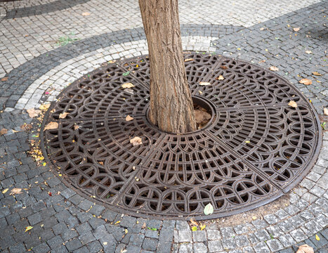 Decorative cast iron tree grate around an urban tree on a cobblestone sidewalk, designed for tree protection, water drainage, irrigation and sustainable green city infrastructure.