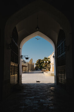 A cat walks across a sunlit plaza framed by a dark arched doorway.