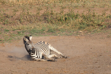 Steppenzebra / Burchell's zebra / Equus quagga burchellii © Ludwig