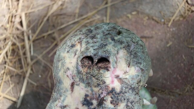 Extreme close-up of a crocodile snout showing breathing nostrils on the shore