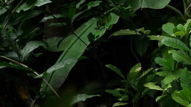 Dense Dark Green Tropical Foliage and Leaves in Shaded Jungle Garden