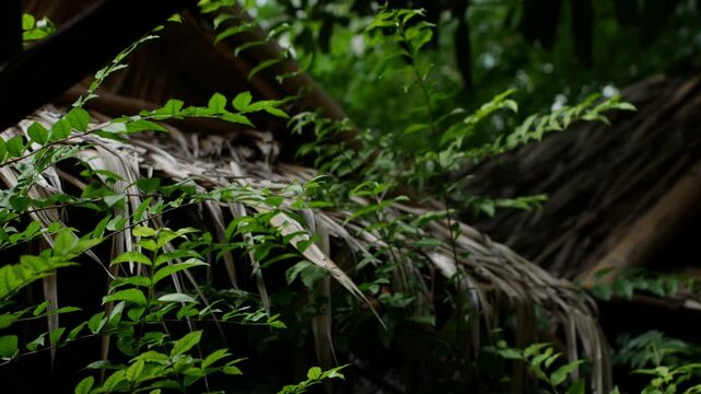 hatched Palm Roof Hut Nestled Among Dense Tropical Green Foliage